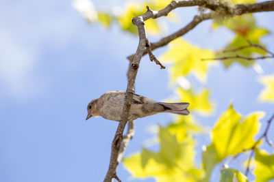 Low angle view of bird flying against sky