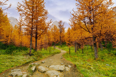 Dirt road amidst trees in forest against sky during autumn