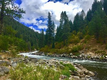 Scenic view of river stream amidst trees against sky