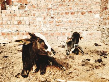 Cow sitting brick wall background