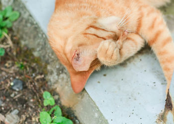 High angle view of cat sleeping