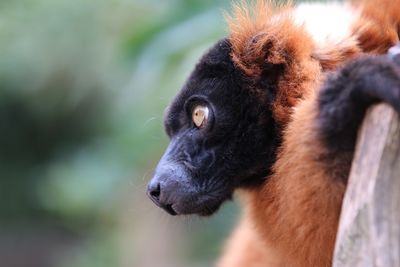 Close-up of an lemur looking away