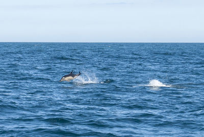 Common dolphin