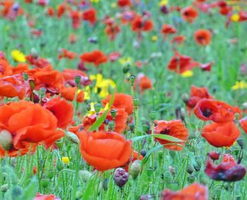 Close-up of red tulips blooming in field