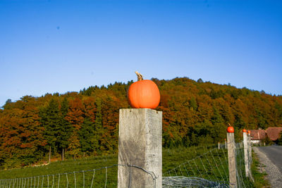 View of orange pumpkins against blue sky