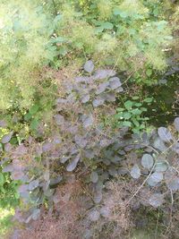 Plants growing on a tree