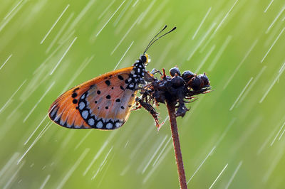 Close-up of butterfly perching on plant