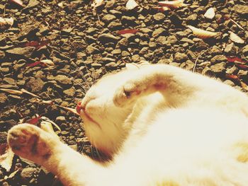 Close-up of cat