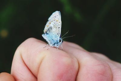 Close-up of butterfly on hand