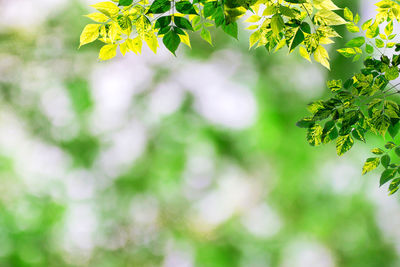 Close-up of flowering plant