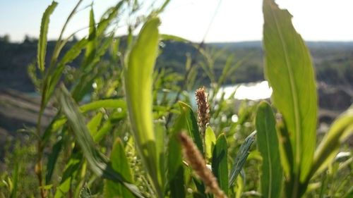 Close-up of grass growing on field