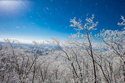 Low angle view of bare trees against blue sky