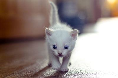 White kitten. the kitten runs along the floor.