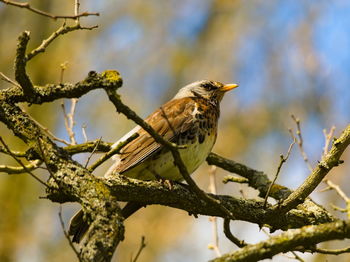 Low angle view of bird perching on branch
