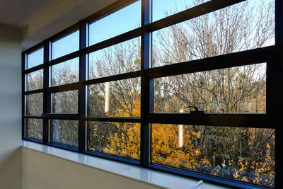Reflection of trees on glass window in winter