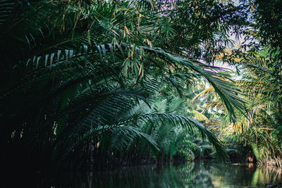 View of palm trees in forest