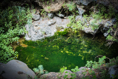 Moss growing on rock by lake in forest