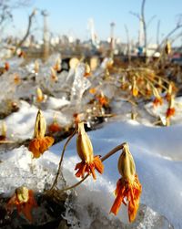 Close-up of snow on plant during winter