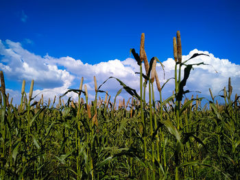 Crops growing on field against blue sky