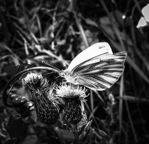 Close-up of butterfly on flower