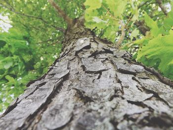 Close-up of tree trunk