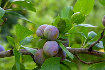 Close-up of plant