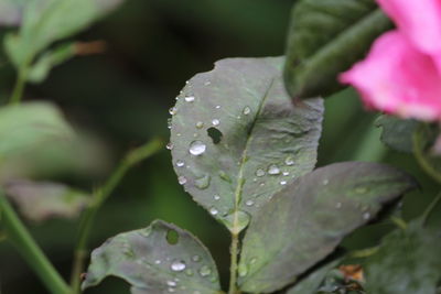 Close-up of raindrops on wet leaves