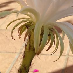 Close-up of flowering plant