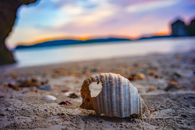 Close-up of seashell on beach