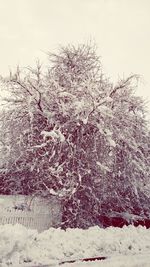 Close-up of frozen tree against sky