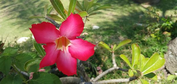 Close-up of pink flowering plant