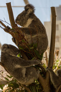 Close-up of koala on tree