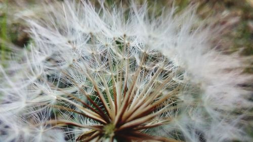 Close-up of dandelion