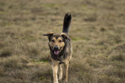 Close-up portrait of dog on field