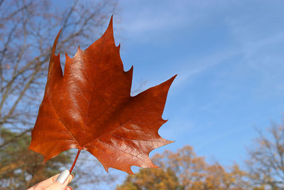 Low angle view of maple leaves against sky