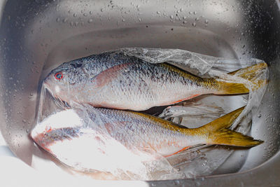 Close-up of fish in container