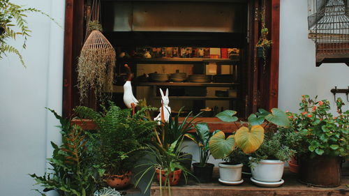 Potted plants at home