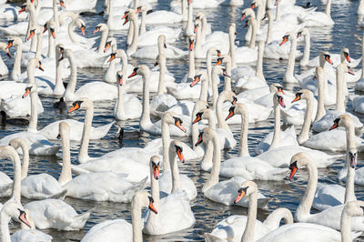 High angle view of birds swimming in lake