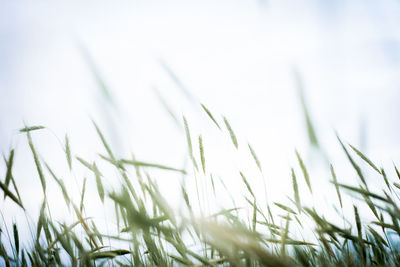 Close-up of grass on field against sky