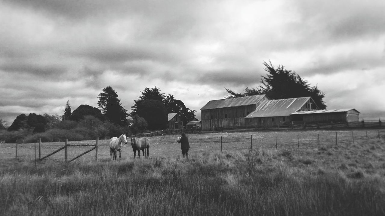 plant, cloud - sky, sky, field, land, architecture, built structure, tree, grass, nature, building exterior, men, building, day, house, environment, landscape, two people, real people, people, outdoors