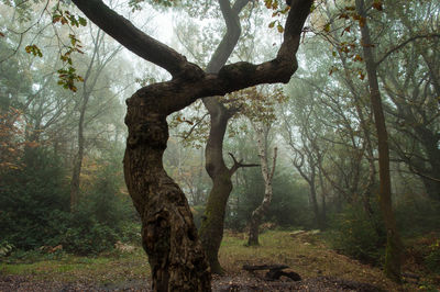 Trees in forest