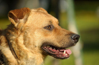 Close-up of a dog looking away