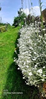 Plants growing on land