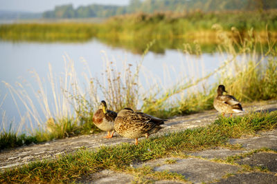 Ducks on a lake