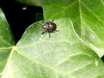 Close-up of spider on leaf