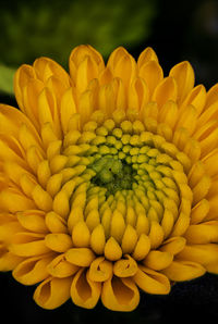 Close-up of yellow flowering plant