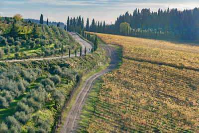 Scenic view of agricultural field against sky