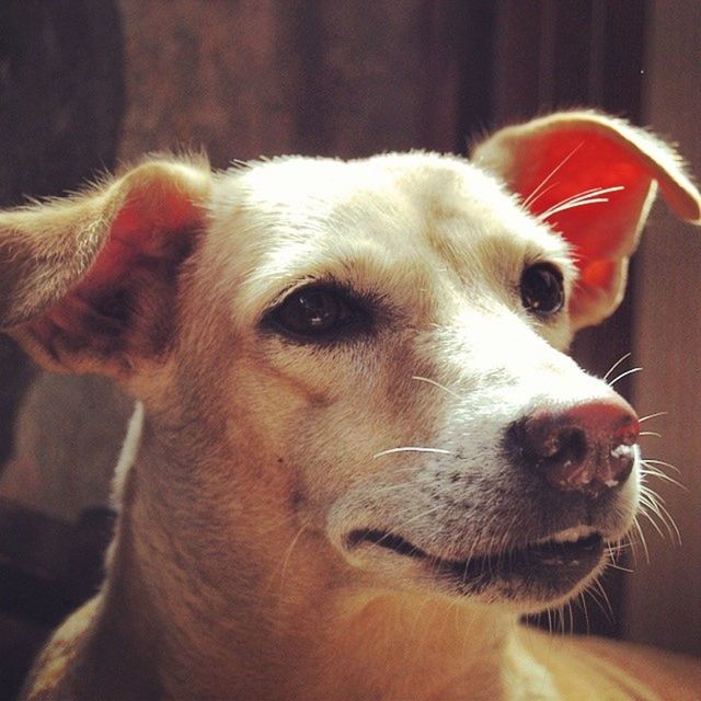 animal themes, domestic animals, pets, one animal, dog, mammal, indoors, animal head, close-up, portrait, looking at camera, focus on foreground, home interior, animal body part, no people, relaxation, zoology, front view, snout