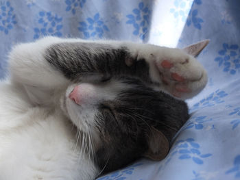 Close-up of cat sleeping on bed