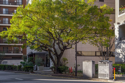 Tree by building in city